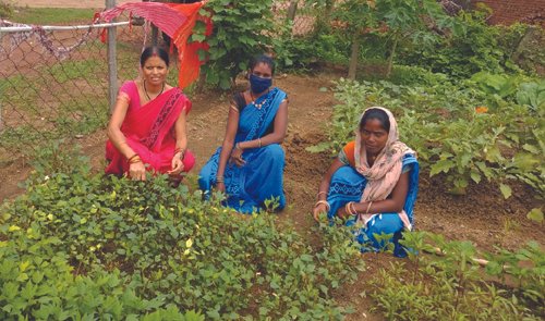 राजनांदगांव : सुपोषण वाटिका में लाल भाजी, पालक और मूली तैयार