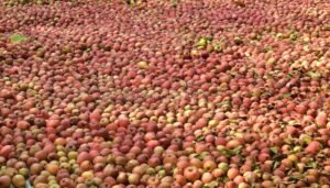 famous-fresh-kashmiri-red-apples-stock-orchard-kashmir-valley-india-closeup-apple-background-jammu-kashmir-india-171870360