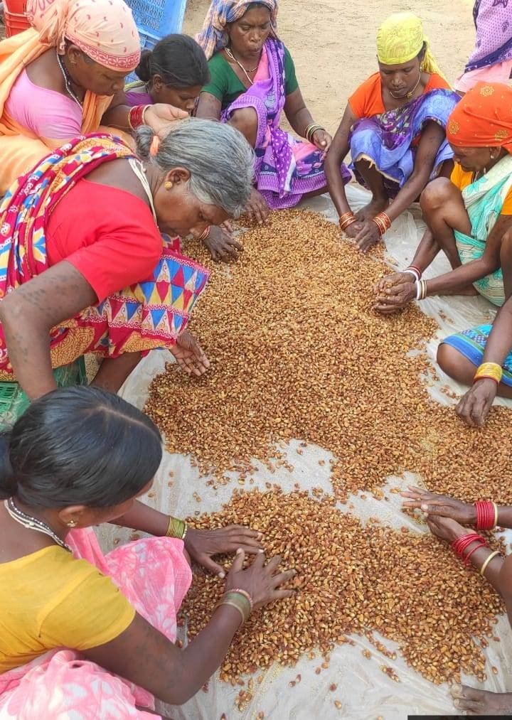 ​​​​​​​रायपुर : राज्य में  महुआ फूल (सूखा) का संग्रहण 31 मई तक