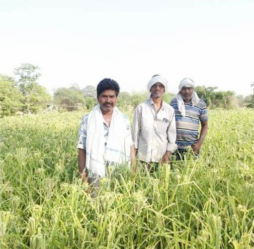 राजनांदगांव : कम कीमत पर उपलब्ध जैविक वर्मी कम्पोस्ट खाद के उपयोग से भूमि की बढ़ी उर्वरता