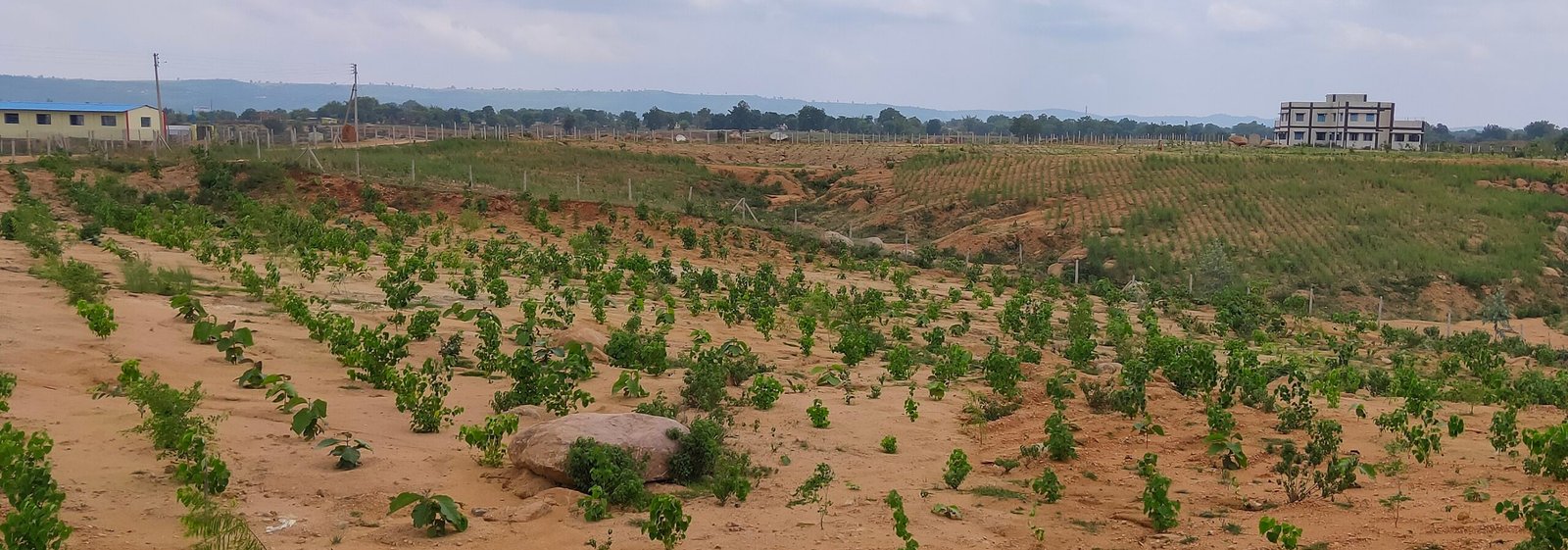 रायपुर : कोरिया जिले में 21 एकड़ रकबे की बंजर भूमि में छाई हरियाली