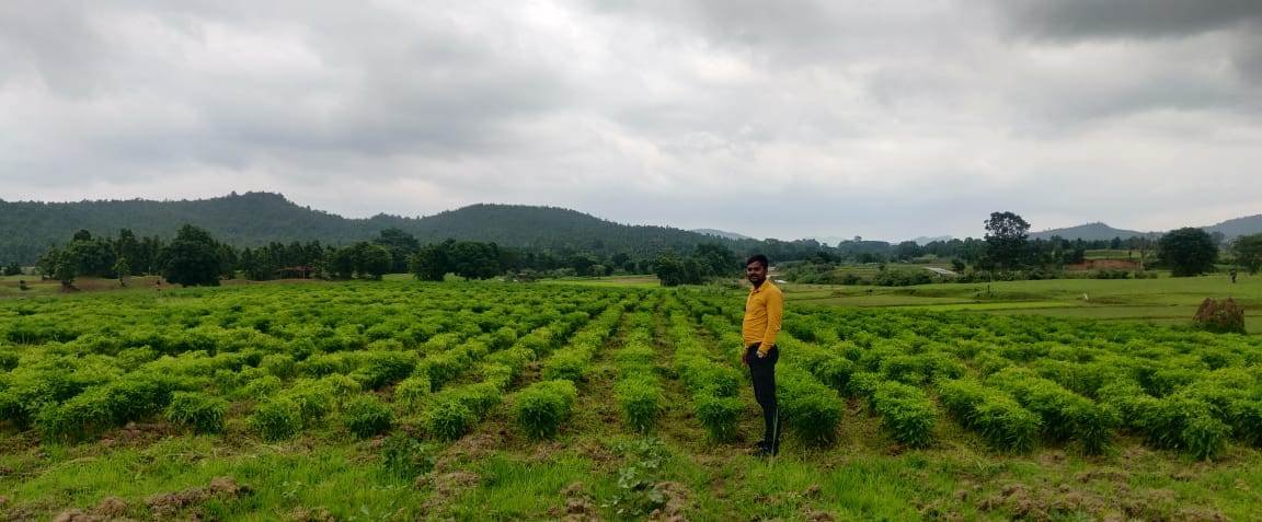 जशपुरनगर :सन्ना व मनोरा क्षेत्र के लगभग 1500 किसान मिर्च की खेती से अच्छा मुनाफा कमा रहे हैं   