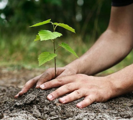 planting-saplings.jpg