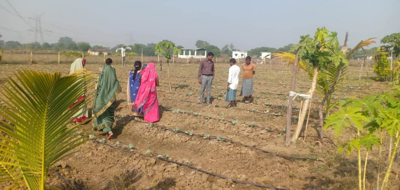 बिलासपुर : बाड़ी विकास योजना से समूह की दीदियां हो रही आत्मनिर्भर