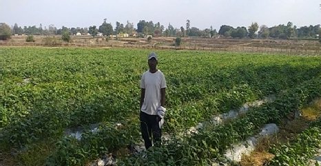 कोण्डागांव : उन्नत तकनीक से साग-सब्जी की खेती से किसान महेन्द्र ने परिवार को बनाया खुशहाल