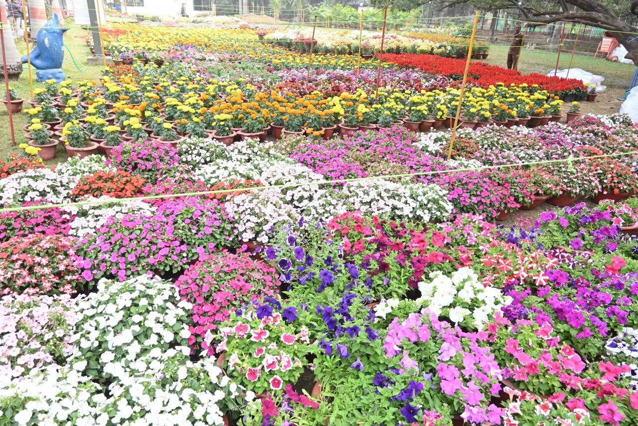 रायपुर : कटफ्लावर, पिनसुटिया, इंडोर प्लांट सहित बर्ड ऑफ प्राईड, पम्पास जैसे अनेक फूल बिखेरेंगे अपनी छठा