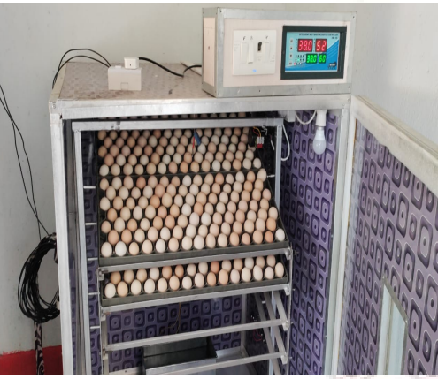 जशपुरनगर : ग्राम चेटबा के सहेली स्व सहायता समूह की महिलाओं ने ऐग हैचरी एवं चिक प्रोडक्शन यूनिट को बनाया अपने आजीविका का आधार