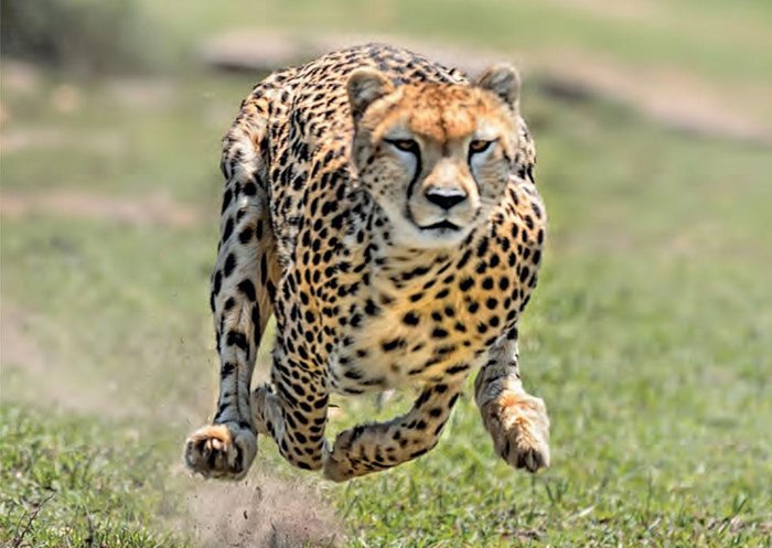 leopards_cheetahs_b_1.jpg