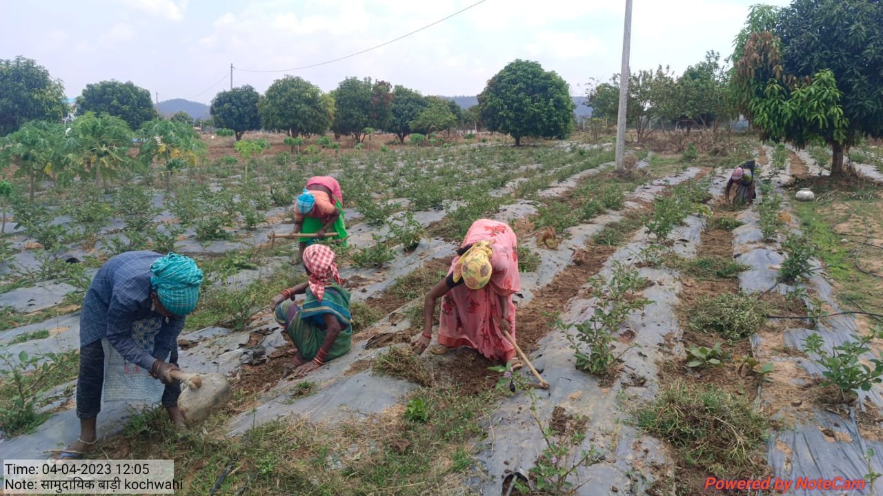 नारायणपुर : मां भवानी स्वयं सहायता समूह की महिलाओं ने सामुदायिक बाड़ी विकसित कर कमाए 11 हजार 500 रुपये