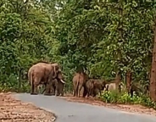 20230623125204_ELEPHANT