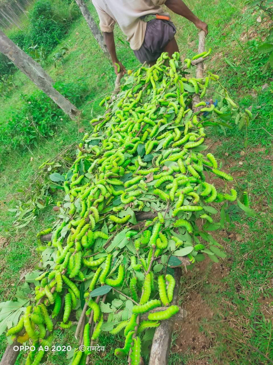 रायपुर : टसर रेशम कीटपालन से बढ़ी आमदनी