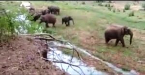 20221228185356_hathi ne kuchala