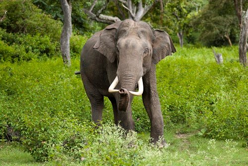 20221228115238_Elephant