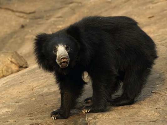 20230906133944_bhalu