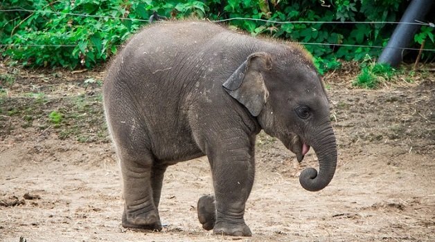20230930113005_baby elephant
