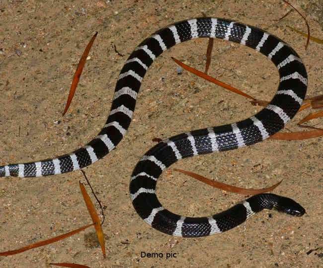 25_07_2018-snake25jul18p_18239310