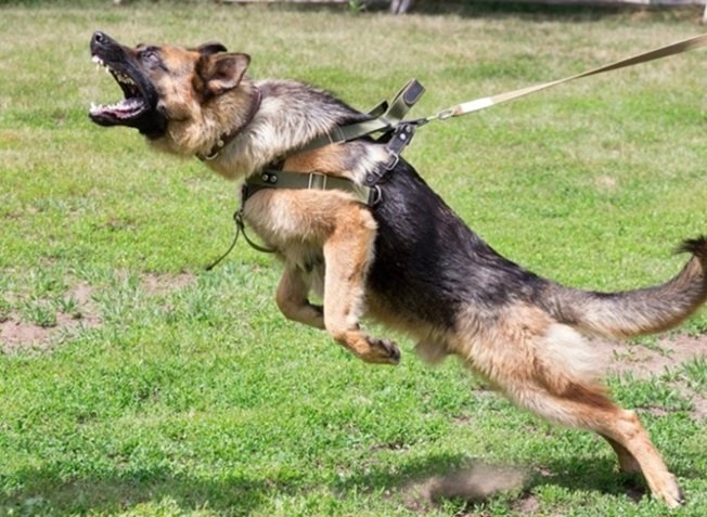 20240328151105_GSD attack