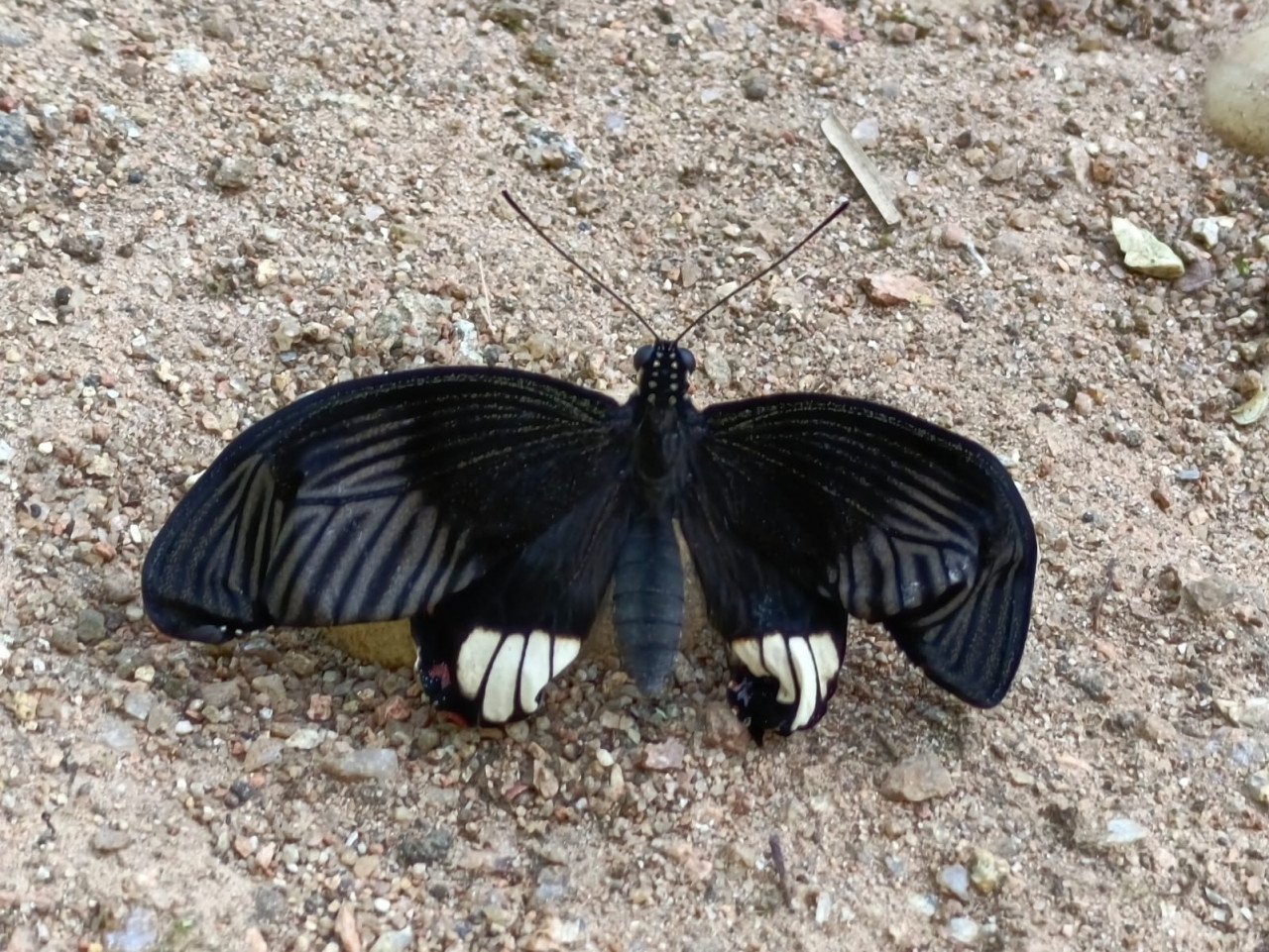 CG : रायपुर बारनवापारा अभ्यारण्य में 21 से 23 अक्टूबर को बटरफ्लाई मीट का होगा आयोजन