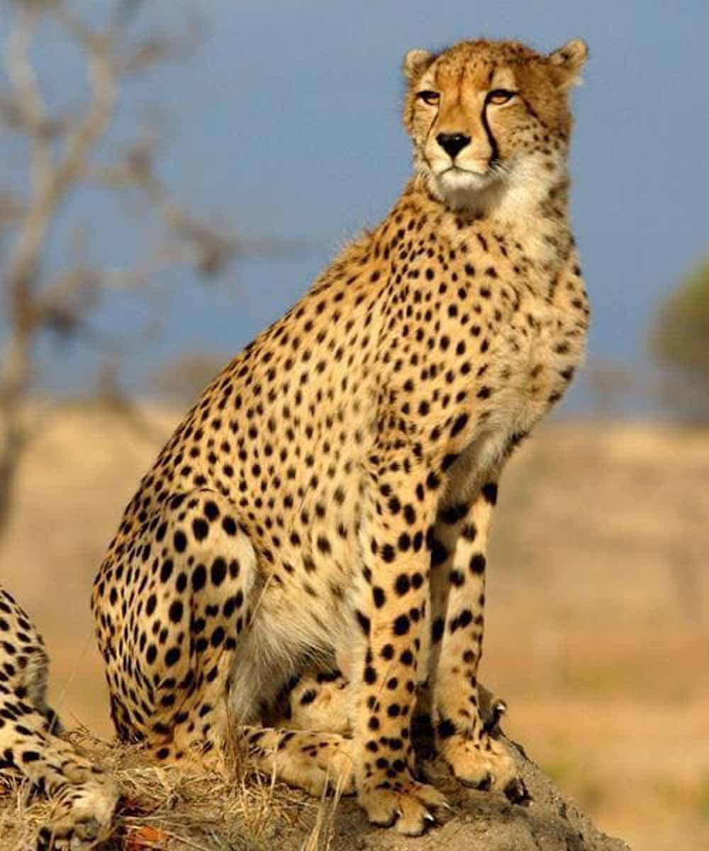 cheeta.jpg