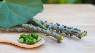 यूरिक एसिड कंट्रोल करने में ये जड़ी-बूटी है फायदेमंद…