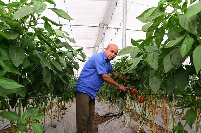 20241123122730_simla mirch