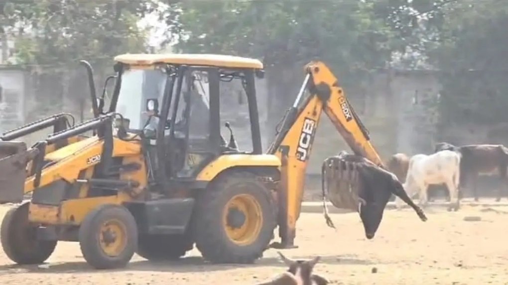 20241130170227_gaay ki maut