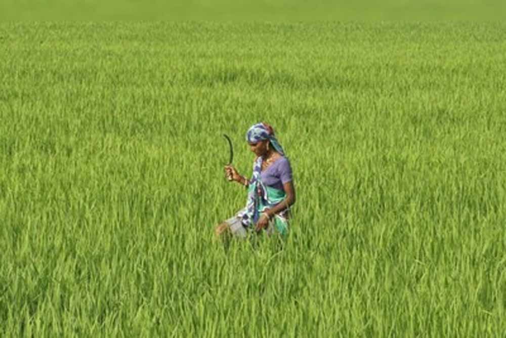 kisan-5.jpg