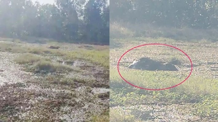 20250101115230_hathi maut