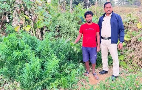 20250106104213_ganja