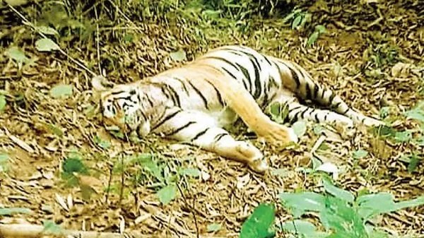 20250125125734_dead tiger