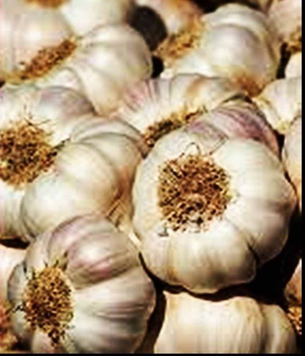 garlic.jpg