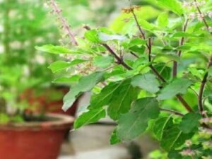 20250220085825_tulsi