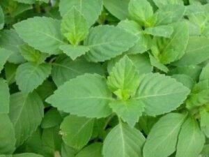 20250227093818_health1