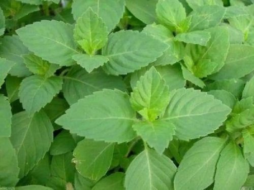 20250227093818_health1