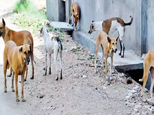 4432104-untitled-43-copy