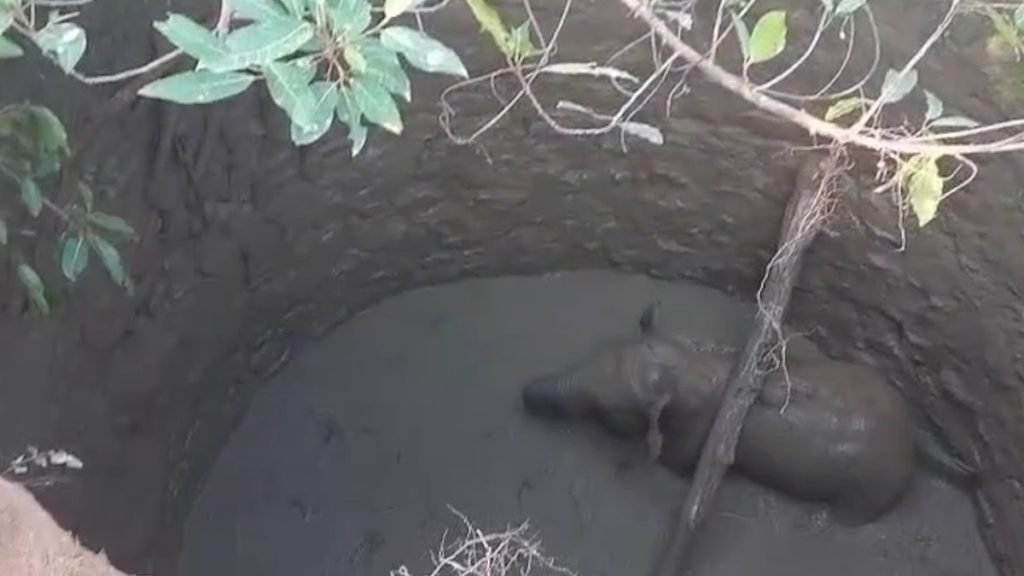 elephant-01-1024x576