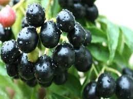 काला जामुन : गुठली से लेकर पत्ते तक हैं फायदेमंद