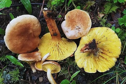 20250714125948_mushroom