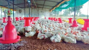 poultry farming a profitable business