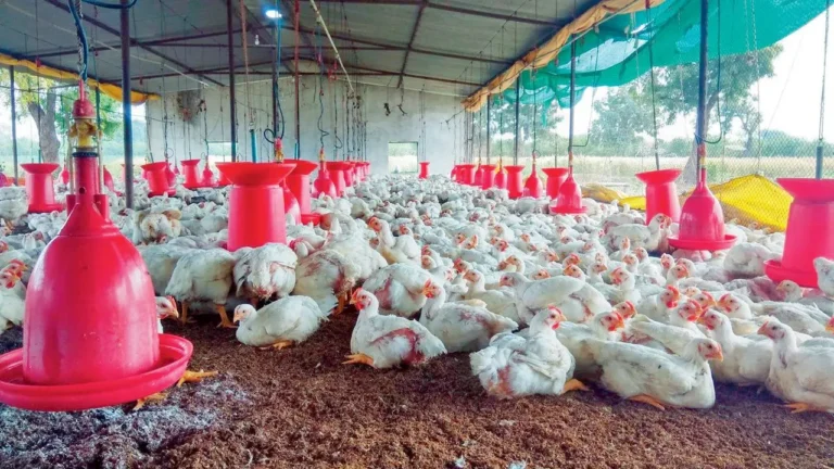 poultry farming a profitable business