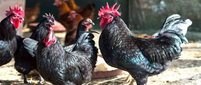 Poultry Farming