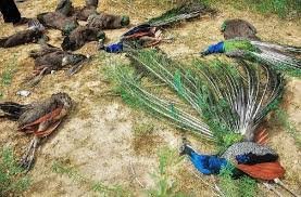 Jhabua Death of Peacocks