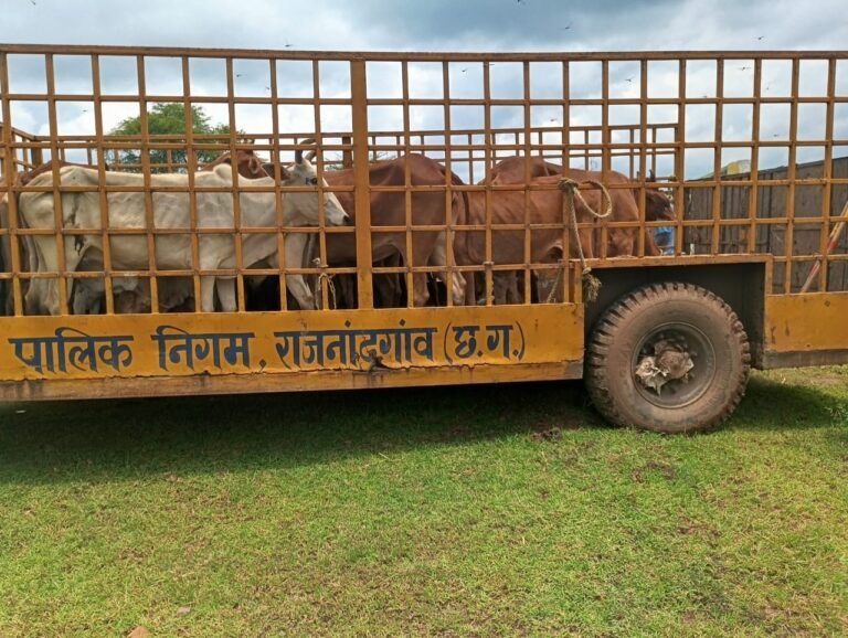 राजनांदगांव : लिटिया में ग्रामीणों के सहयोग से घुमंतू पशुओं से फसल की सुरक्षा से एवं सड़क दुर्घटना में कमी लाने के लिए लगभग 30-35 पशुओं के लिए गौठान में चारा-पानी की व्यवस्था की जा रही