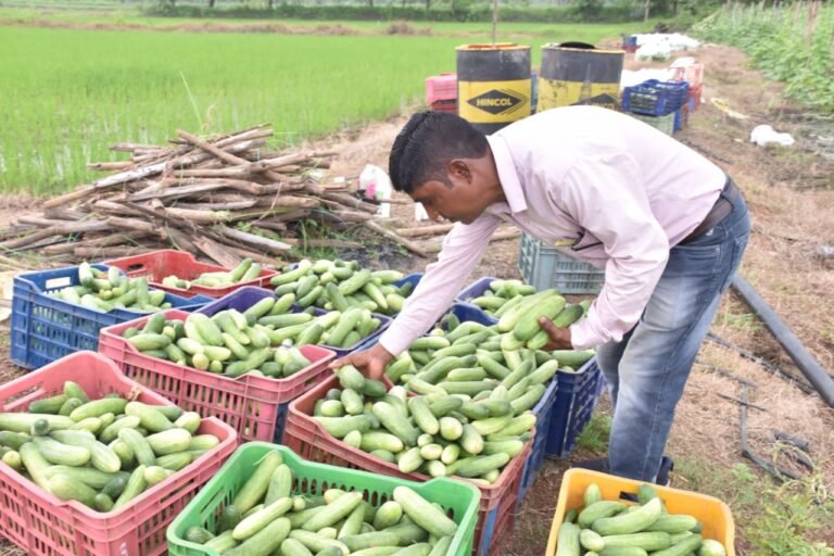 राजनांदगांव : खीरे की बम्पर पैदावार होने से बदल गई किसान श्री सुरेश सिन्हा की तकदीर
