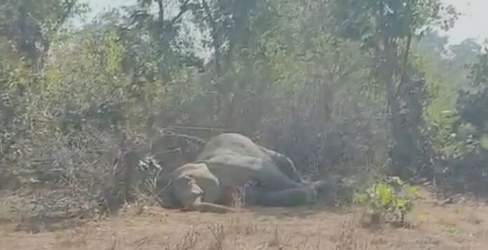 20250120142444_haathi ka shav