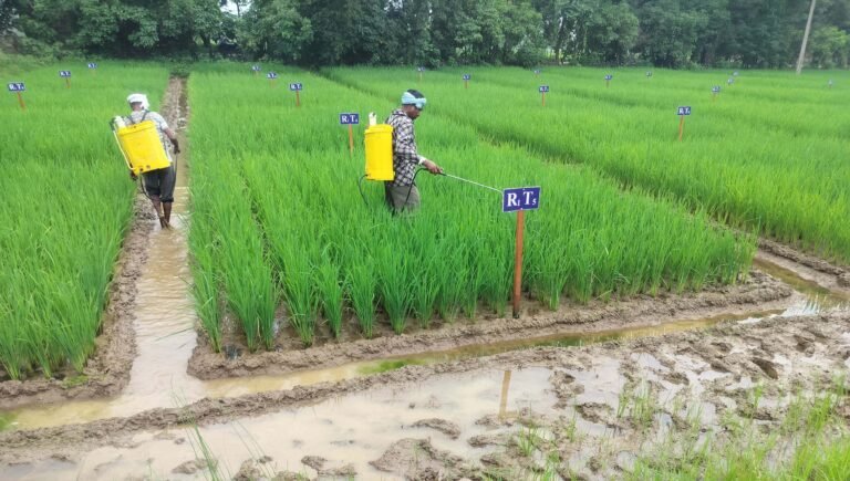 राजनांदगांव : कृषि विज्ञान केन्द्र सुरगी द्वारा किसानों को दी गई मौसम आधारित कृषि सलाह