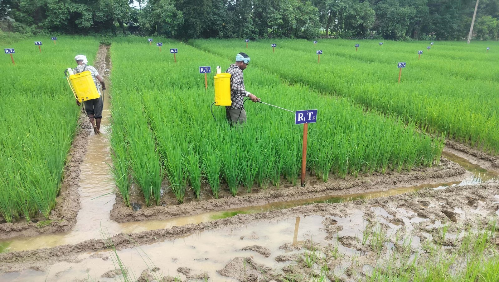 राजनांदगांव : कृषि विज्ञान केन्द्र सुरगी द्वारा किसानों को दी गई मौसम आधारित कृषि सलाह
