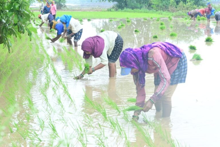 राजनांदगांव : जिले में पर्याप्त मात्रा में खाद-बीज का भंडारण
