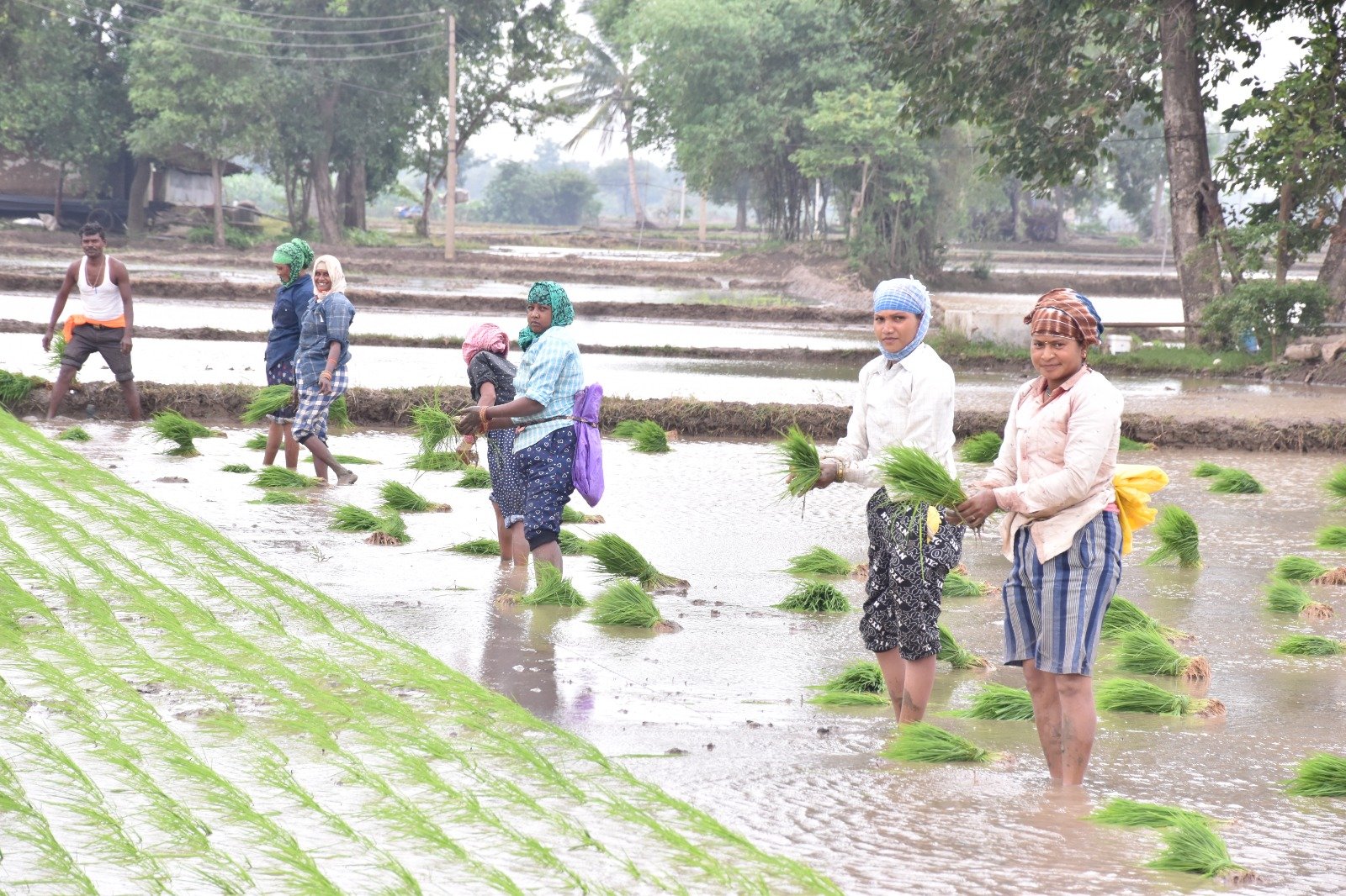 राजनांदगांव : प्रधानमंत्री फसल बीमा योजना