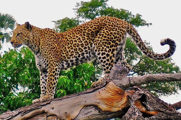 Leopard_on_a_horizontal_tree_trunk